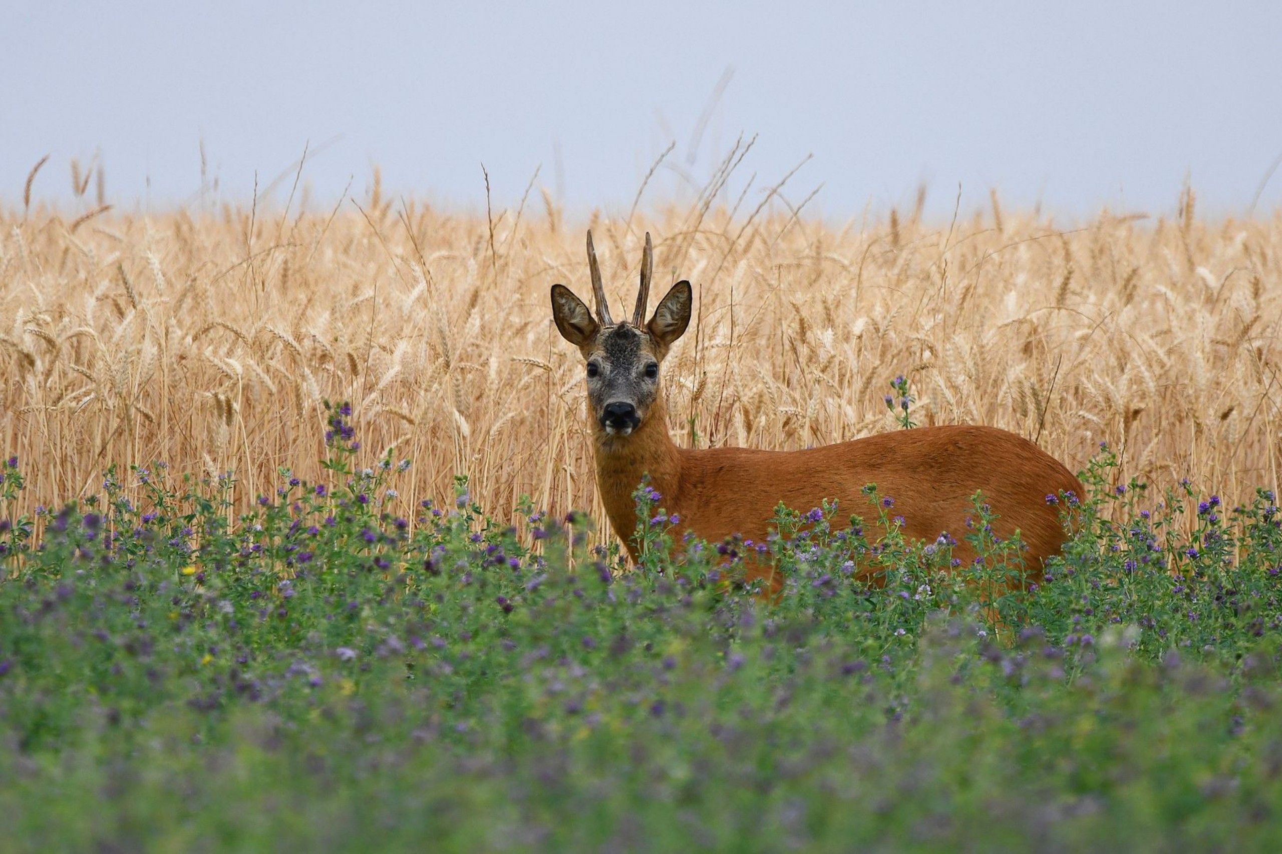 Chervreuil été
